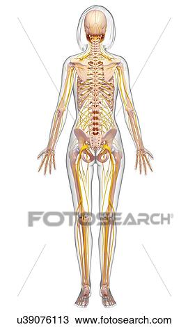 Drawing - Female anatomy, artwork. Fotosearch