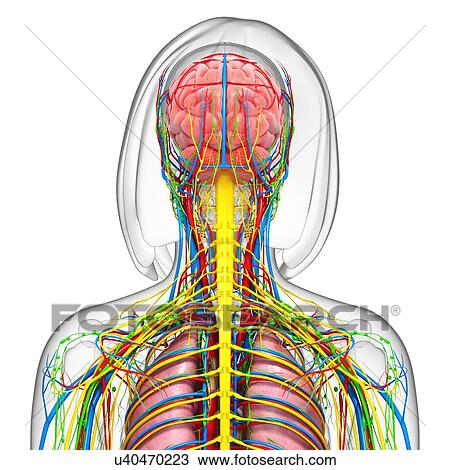 Drawing - Female anatomy, artwork. Fotosearch