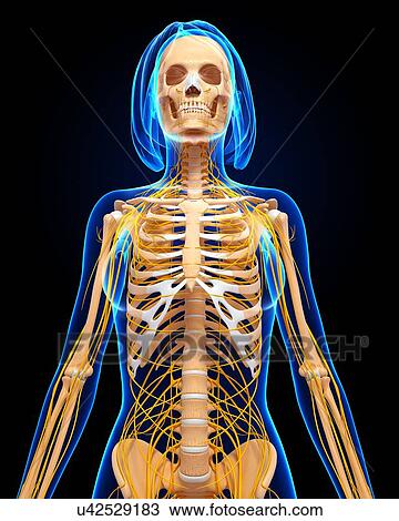 Female anatomy, artwork View Large Illustration Drawing - Female anatomy, artwork. Fotosearch