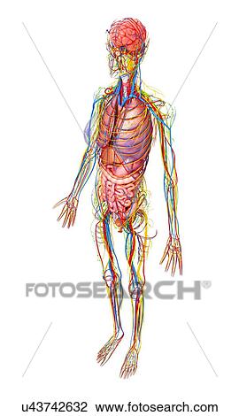 Female anatomy, artwork View Large Illustration Drawing - Female anatomy, artwork. Fotosearch