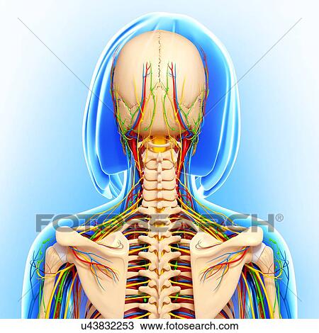 Female anatomy, artwork View Large Illustration Drawing - Female anatomy, artwork. Fotosearch