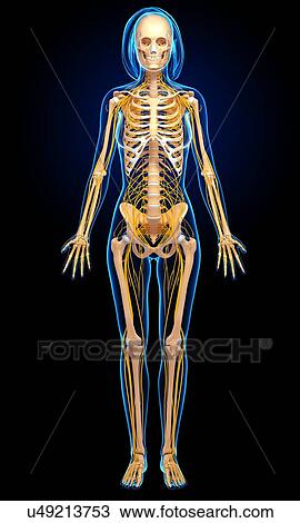 Female anatomy, artwork Drawing | u49213753 | Fotosearch