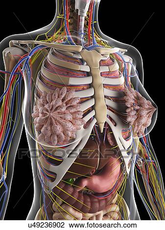 Drawing - Female anatomy, artwork. Fotosearch