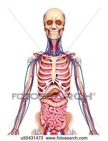 Female anatomy, artwork Drawing | u55431473 | Fotosearch