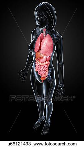 Female anatomy, artwork View Large Illustration Drawing - Female anatomy, artwork. Fotosearch