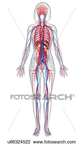Female anatomy, artwork View Large Illustration Drawing - Female anatomy, artwork. Fotosearch