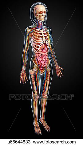 Female anatomy, artwork Drawing | u66644533 | Fotosearch