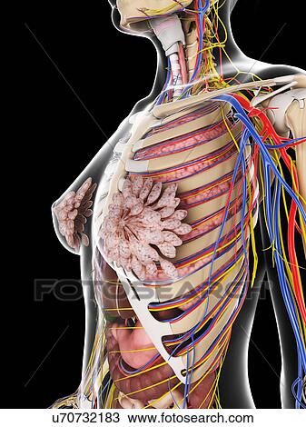 Drawing - Female anatomy, artwork. Fotosearch