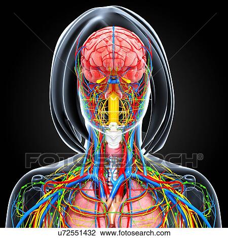 Drawing - Female anatomy, artwork. Fotosearch