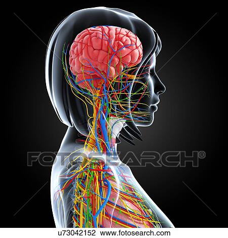 Female anatomy, artwork View Large Illustration Drawing - Female anatomy, artwork. Fotosearch