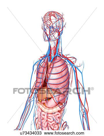 Female anatomy, artwork Drawing | u73434033 | Fotosearch