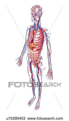 Drawing - Female anatomy, artwork. Fotosearch