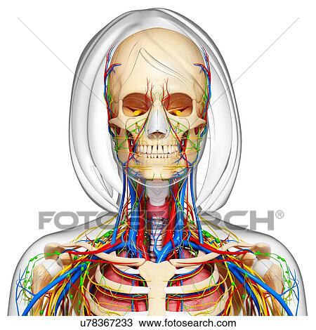 Female anatomy, artwork View Large Illustration Drawing - Female anatomy, artwork. Fotosearch