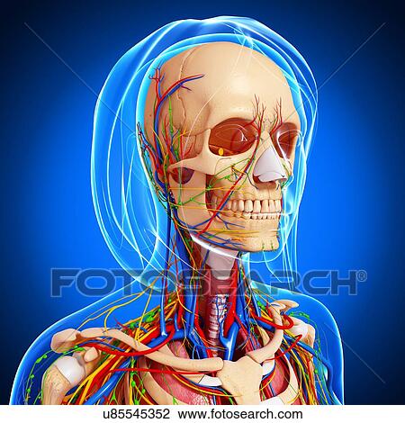 Female anatomy, artwork View Large Illustration Drawing - Female anatomy, artwork. Fotosearch