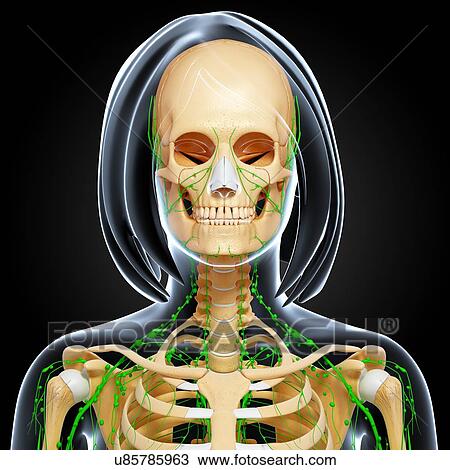 Drawing - Female anatomy, artwork. Fotosearch