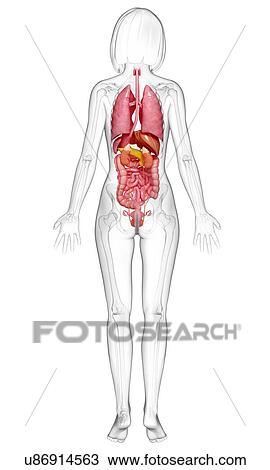 Drawing - Female anatomy, artwork. Fotosearch