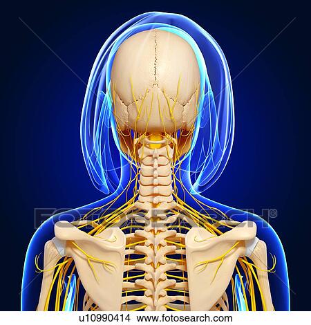Stock Illustration - Female anatomy, artwork. Fotosearch