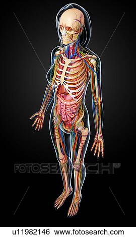 Female anatomy, artwork View Large Illustration Stock Illustration - Female anatomy, artwork. Fotosearch