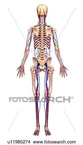 Stock Illustration - Female anatomy, artwork. Fotosearch
