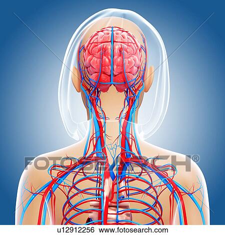 Female anatomy, artwork View Large Illustration Stock Illustration - Female anatomy, artwork. Fotosearch