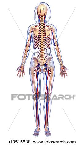 Female anatomy, artwork View Large Illustration Stock Illustration - Female anatomy, artwork. Fotosearch