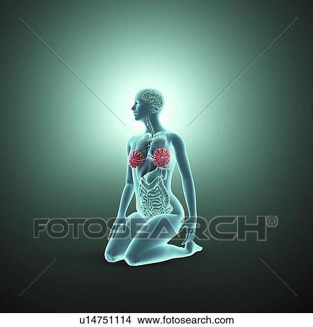 Stock Illustration - Female anatomy, artwork. Fotosearch