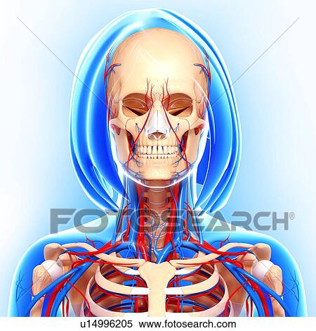Female anatomy, artwork View Large Illustration Stock Illustration - Female anatomy, artwork. Fotosearch