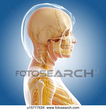 Stock Illustration - Female anatomy, artwork. Fotosearch