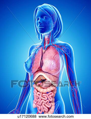Female anatomy, artwork View Large Illustration Stock Illustration - Female anatomy, artwork. Fotosearch