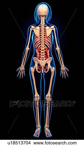 Female anatomy, artwork View Large Illustration Stock Illustration - Female anatomy, artwork. Fotosearch