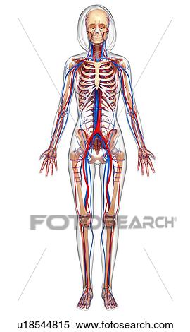 Female anatomy, artwork View Large Illustration Stock Illustration - Female anatomy, artwork. Fotosearch