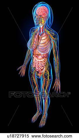 Female anatomy, artwork View Large Illustration Stock Illustration - Female anatomy, artwork. Fotosearch