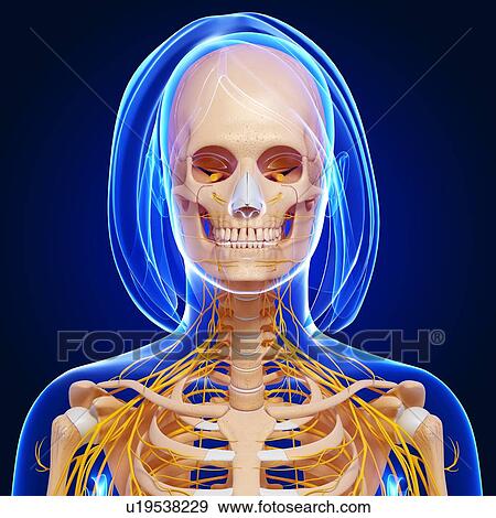 Female anatomy, artwork View Large Illustration Stock Illustration - Female anatomy, artwork. Fotosearch