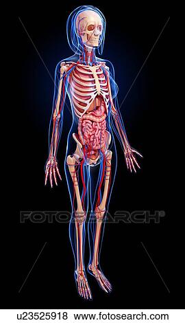 Stock Illustration - Female anatomy, artwork. Fotosearch