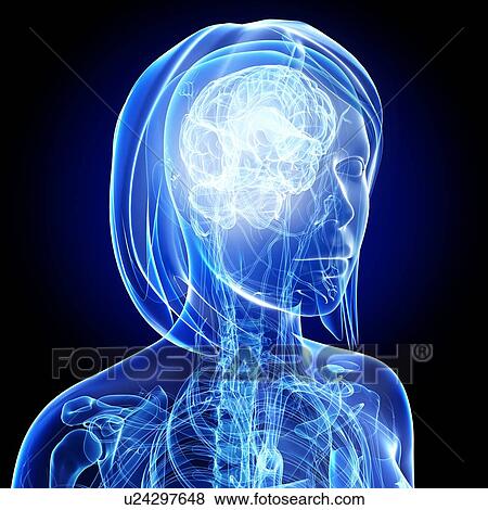 Stock Illustration - Female anatomy, artwork. Fotosearch