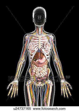Stock Illustration - Female anatomy, artwork. Fotosearch