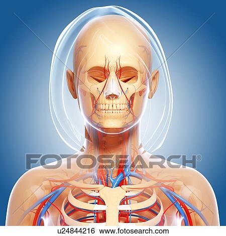 Female anatomy, artwork View Large Illustration Stock Illustration - Female anatomy, artwork. Fotosearch