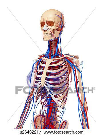 Stock Illustration - Female anatomy, artwork. Fotosearch