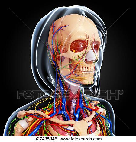Stock Illustration - Female anatomy, artwork. Fotosearch