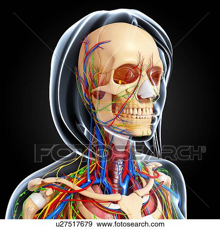 Female anatomy, artwork View Large Illustration Stock Illustration - Female anatomy, artwork. Fotosearch
