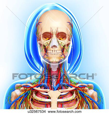 Stock Illustration - Female anatomy, artwork. Fotosearch