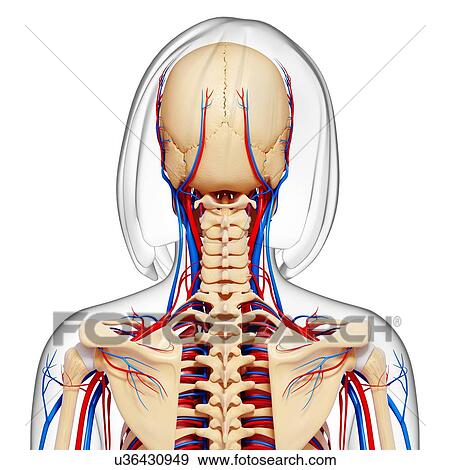 Stock Illustration - Female anatomy, artwork. Fotosearch