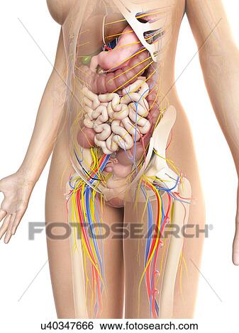 Stock Illustration - Female anatomy, artwork. Fotosearch
