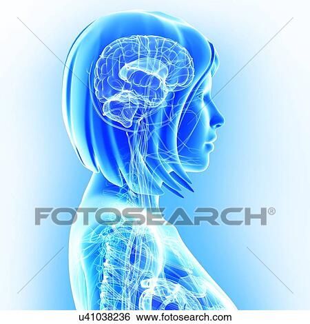 Stock Illustration - Female anatomy, artwork. Fotosearch