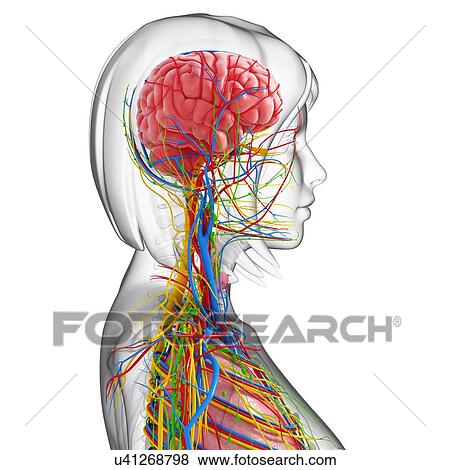 Female anatomy, artwork View Large Illustration Stock Illustration - Female anatomy, artwork. Fotosearch