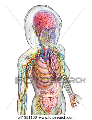 Female anatomy, artwork View Large Illustration Stock Illustration - Female anatomy, artwork. Fotosearch