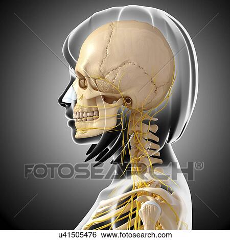 Female anatomy, artwork View Large Illustration Stock Illustration - Female anatomy, artwork. Fotosearch