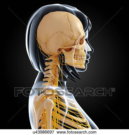 Stock Illustration - Female anatomy, artwork. Fotosearch