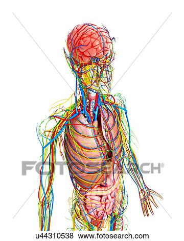 Female anatomy, artwork View Large Illustration Stock Illustration - Female anatomy, artwork. Fotosearch