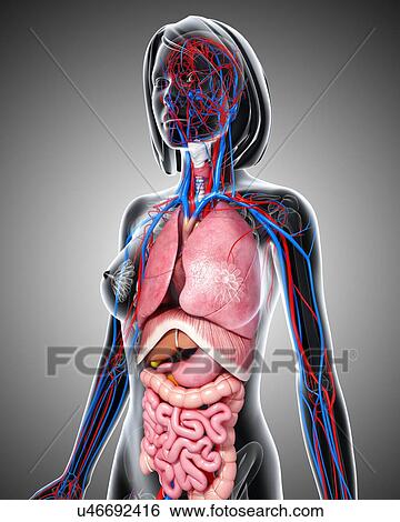 Stock Illustration - Female anatomy, artwork. Fotosearch